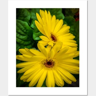 Yellow Gerbera Flowers Floral Plant Posters and Art